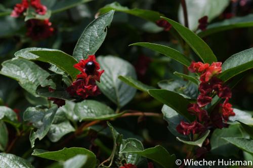 Lonicerea involucrata var. ledebourii