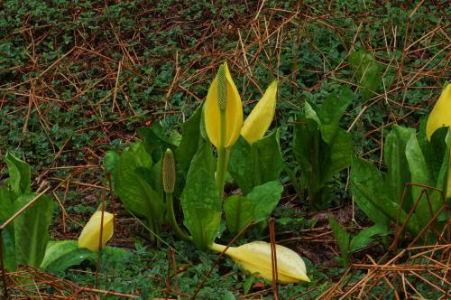 Lysichiton americanum - Wiecher Huisman