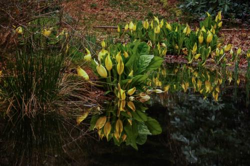 Lysichiton americanus - Wiecher Huisman