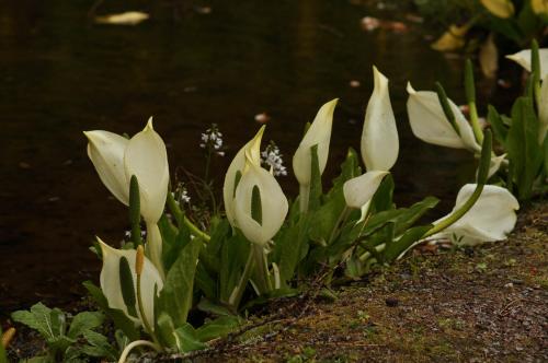 Lysichiton camtschaticum - Wiecher Huisman