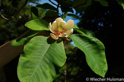 Magnolia x wieseneri