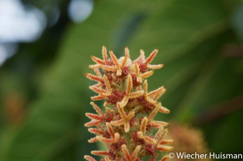 Mallotus japonicus Kew