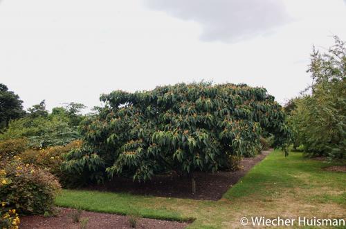 Mallotus japonicus Kew