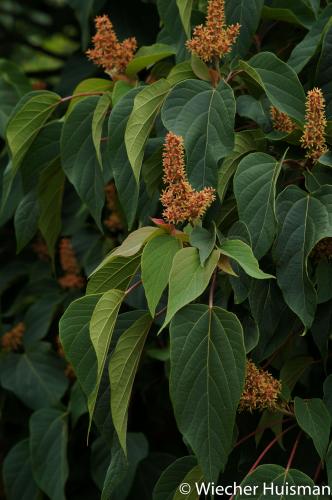 Mallotus japonicus Kew