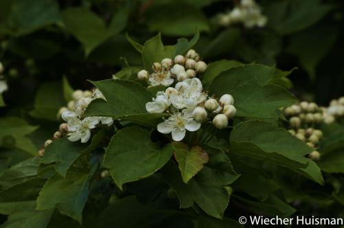 Malus kansuensis 'Calva' Edinburgh