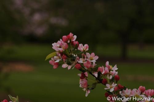 Malus sieboldii Edinburgh