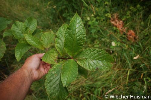 Malus yunnanensis Silkwood