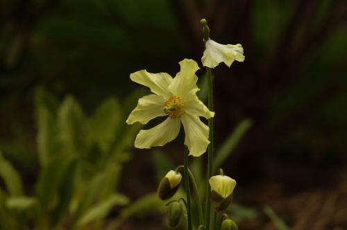 Meconopsis pseudointegrifolia - Wiecher Huisman