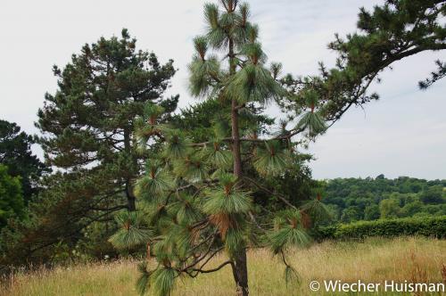 Pinus engelmanii Wakehurst 1