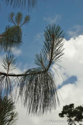 Pinus pseudostrobus Hillier