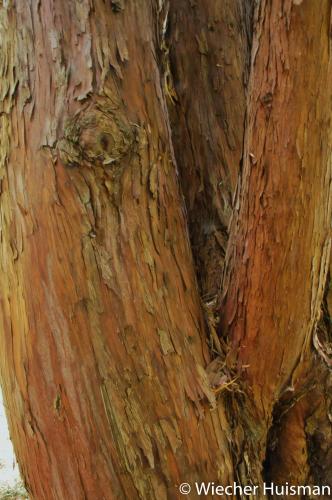 Podocarpus salignus 1