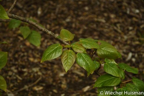 Populus yunnanensis Edinburgh