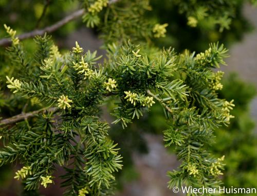 Prumnopitys andinus Edinburgh 1