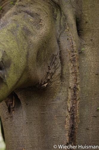 Prumnopitys andinus Edinburgh