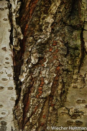 Prunus 'Taihaku' Edinburgh 1