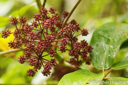 Pseudopanax laetus Inverewe