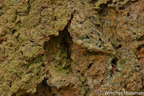 Pseudotsuga menziesii Westonbirt 1