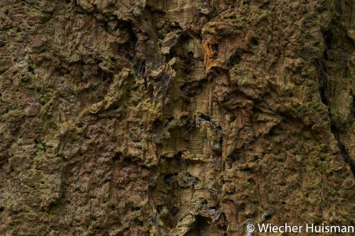 Pseudotsuga menziesii Westonbirt