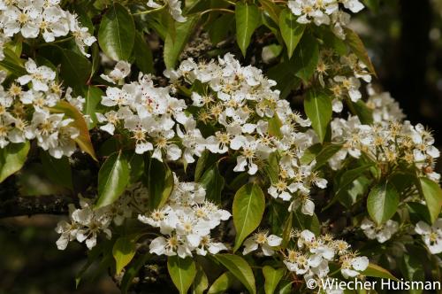 Pyrus korshinskyi Edinburgh 1