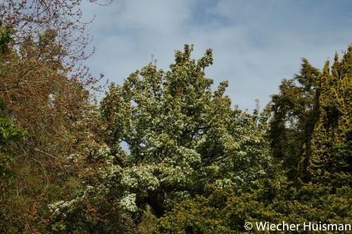 Pyrus korshinskyi Edinburgh