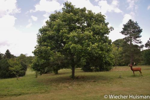 Quercus bicolor Hillier 2