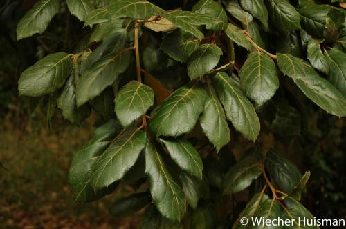 Quercus crassifolia Kew 2