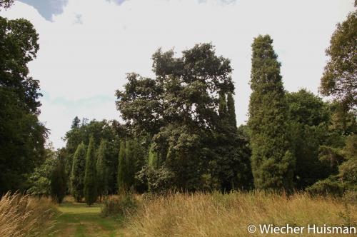 Quercus crassifolia Kew