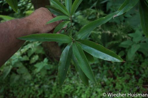 Quercus eugeniifolia