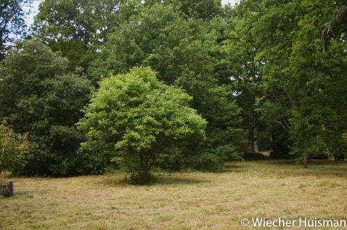 Quercus georgiana Silkwood 1