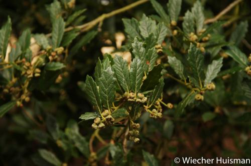 Quercus glabrescens Kew