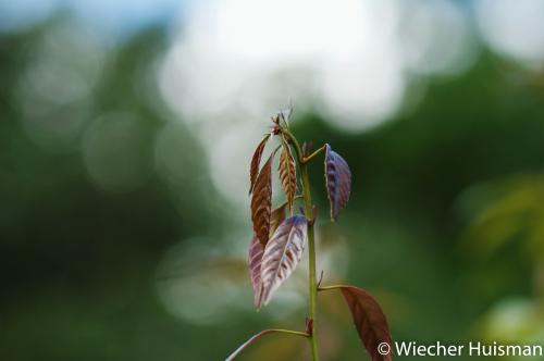 Quercus glauca Silkwood 1