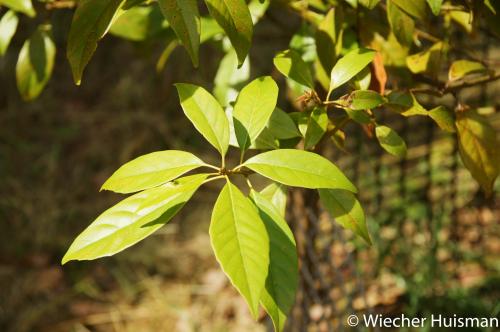 Quercus glauca Silkwood
