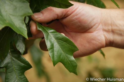 Quercus graciliformis Hillier 1