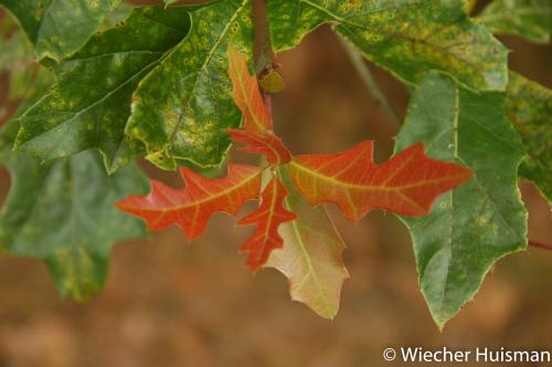 Quercus graciliformis Hillier