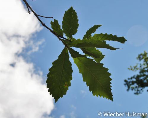 Quercus griffithii Silkwood
