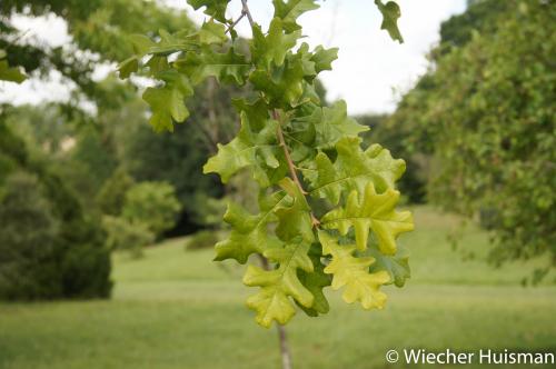 Quercus guadalupensis x Hillier