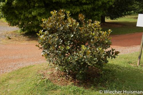 Quercus guajavifolia Hillier