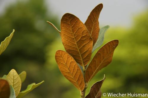 Quercus guajavifolia
