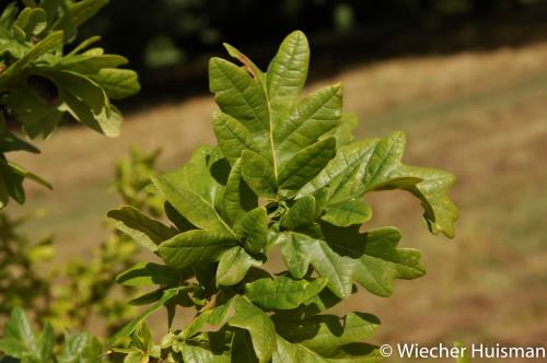 Quercus haynaldiana x 'Crispa' Hillier