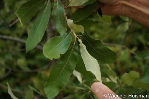 Quercus incana Hillier