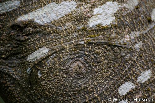 Quercus kelloggii Edinburgh