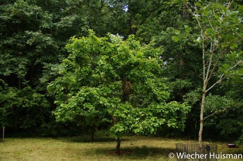 Quercus laurifolia Silkwood