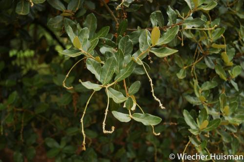 Quercus longispica Hillier