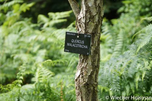 Quercus malacotricha Hillier