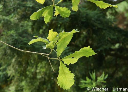 Quercus malacotricha Hillier