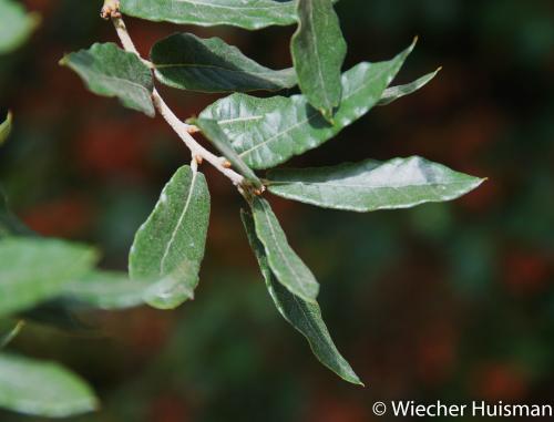 Quercus mexicana Hillier