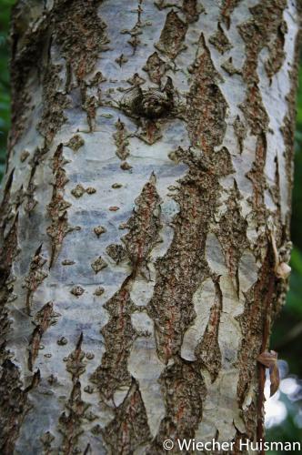 Quercus mongolica sbs crispula Hillier