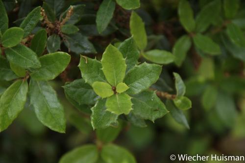 Quercus monimotricha Hillier 1