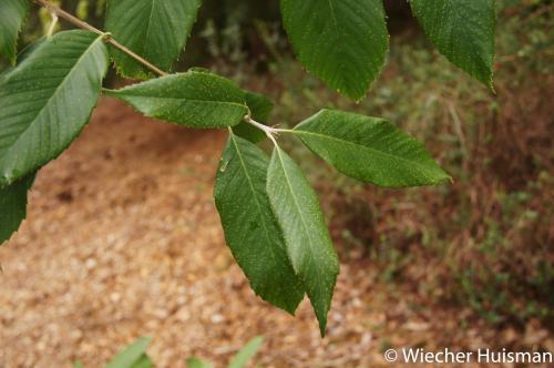Quercus oxyodon Hillier