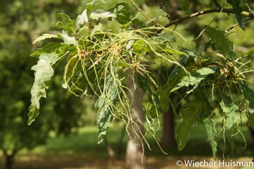 Quercus petraea 'Laciniata Crispa' Hillier